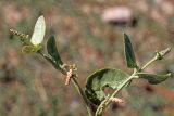 Atriplex aucheri