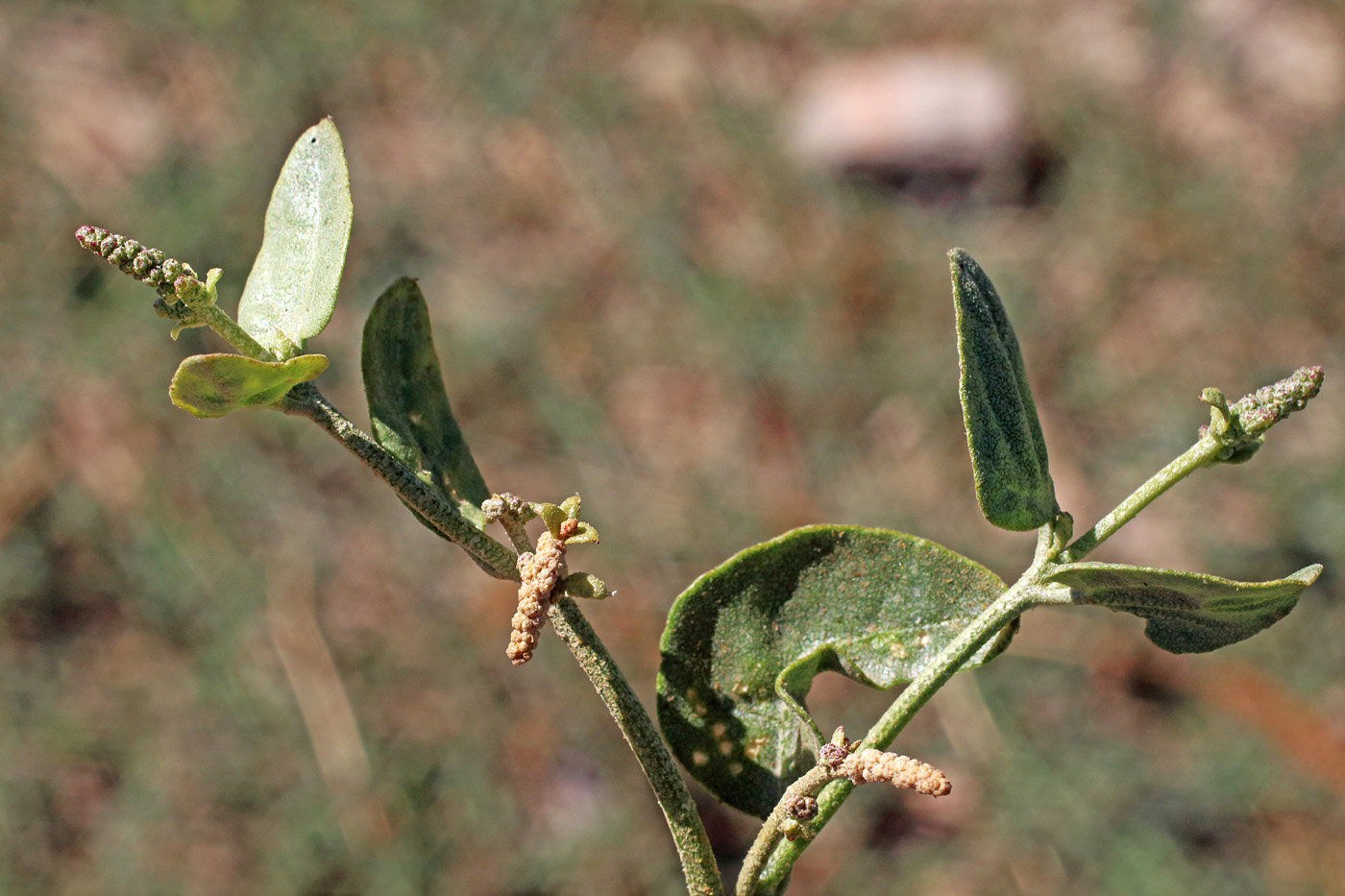 Изображение особи Atriplex aucheri.