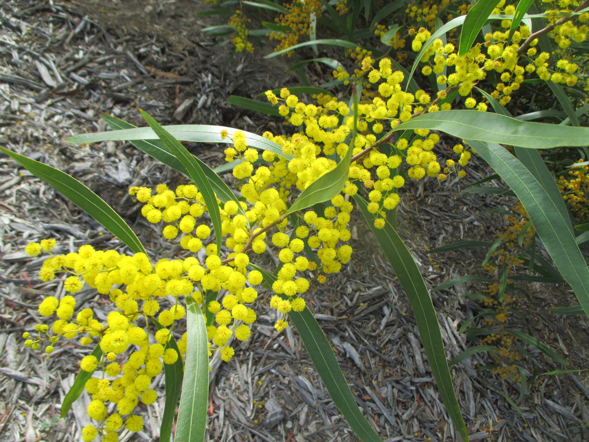 Изображение особи Acacia macradenia.