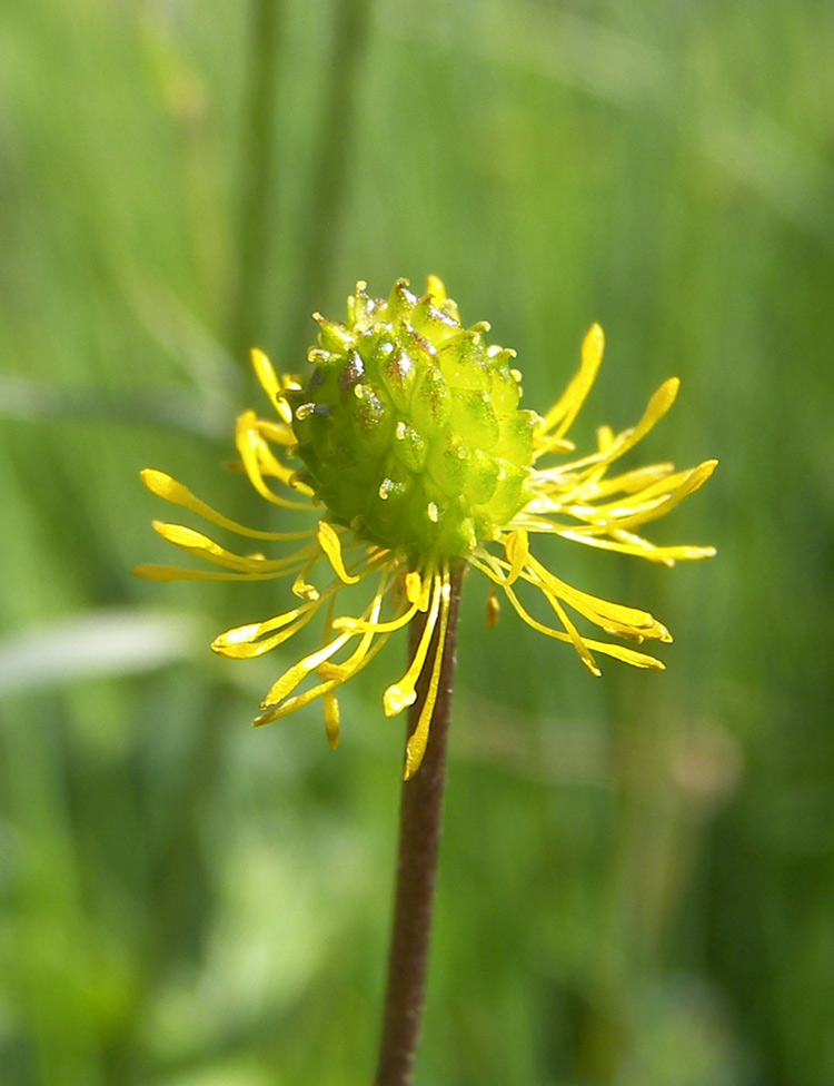 Image of Ranunculus oreophilus specimen.