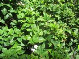 Cordia superba