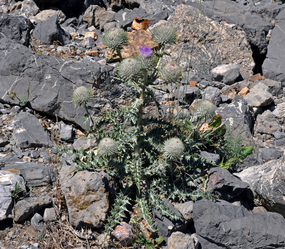 Image of Olgaea eriocephala specimen.