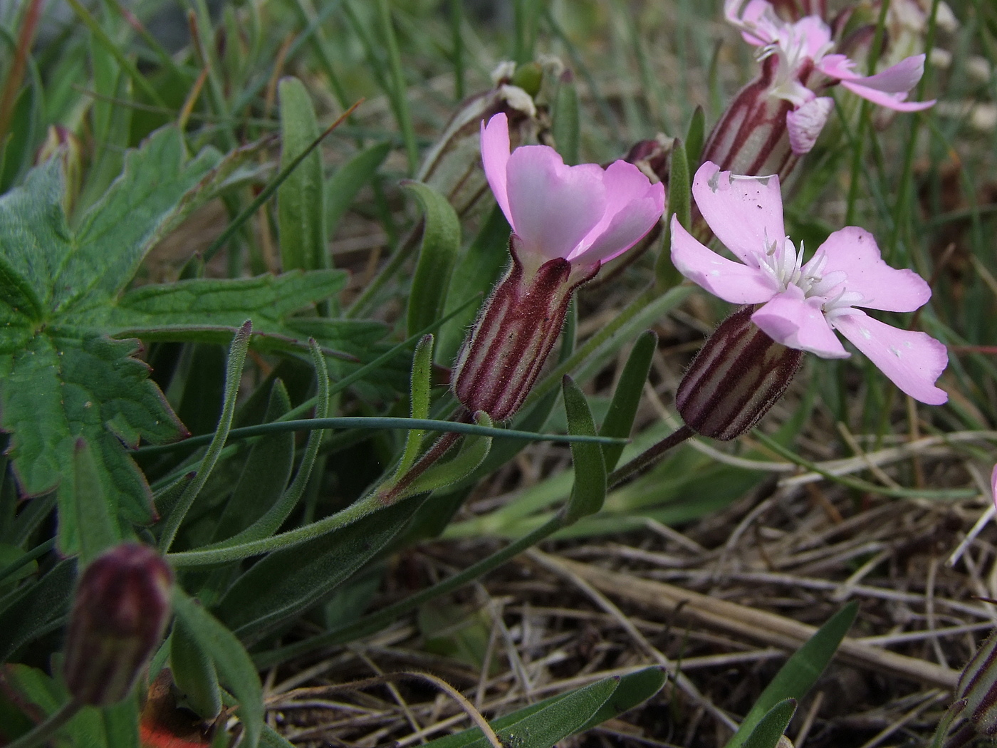 Изображение особи Lychnis ajanensis.