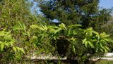 Sambucus racemosa