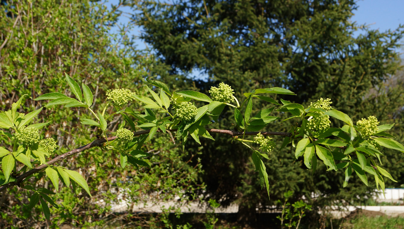 Изображение особи Sambucus racemosa.