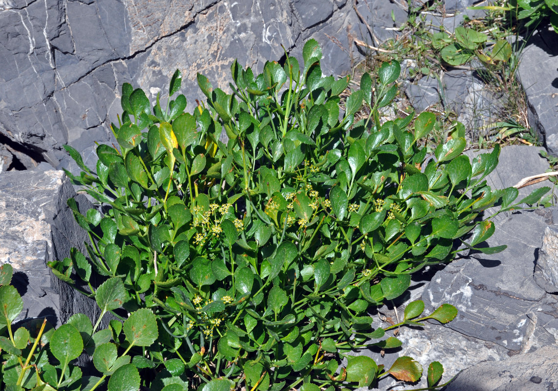 Image of Angelica ternata specimen.