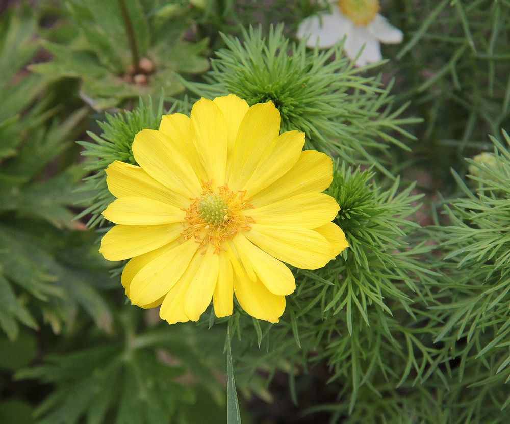 Изображение особи Adonis vernalis.