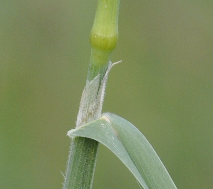 Изображение особи Dactylis glomerata.