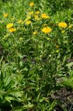 Inula britannica