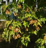 Acer ginnala