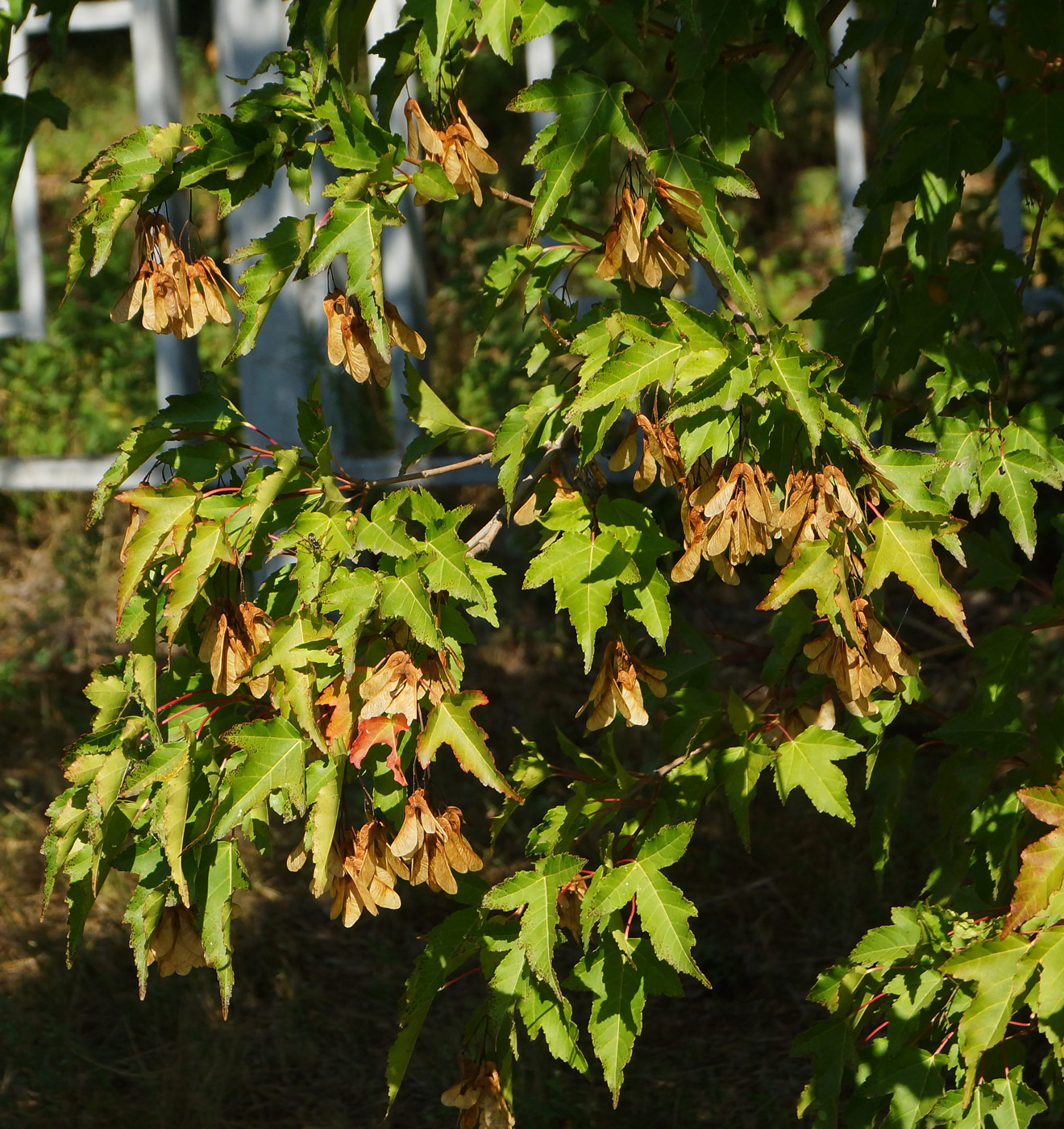 Image of Acer ginnala specimen.