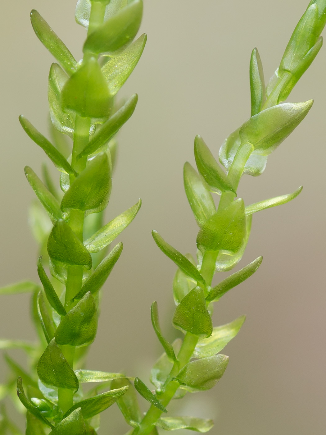 Image of genus Calliergon specimen.