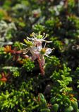 Bryanthus gmelinii