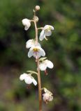 Pyrola grandiflora