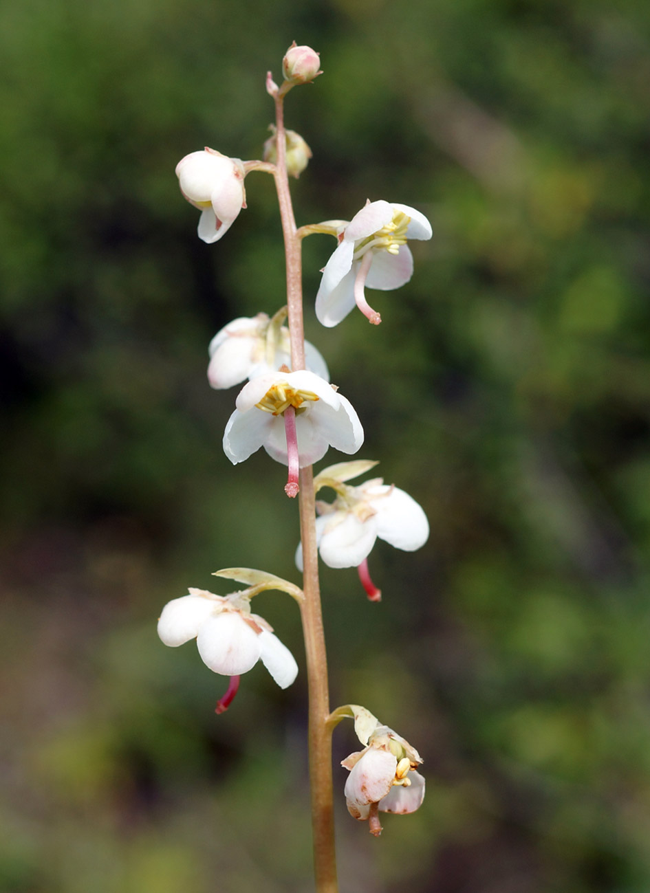 Image of Pyrola grandiflora specimen.