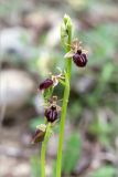 Ophrys mammosa. Верхушки побегов с соцветиями. Грузия, край Рача-Лечхуми и Нижняя Сванетия, Амбролаурский муниципалитет, окр. с. Зеда-Гвардиа, дол. р. Шарола, выс. 610 м н.у.м., лиственный лес, обочина грунтовой дороги. 07.05.2017.