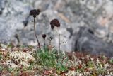 Artemisia globularia. Цветущее растение. Чукотка, побережье бухты Провидения. 12.07.2014.