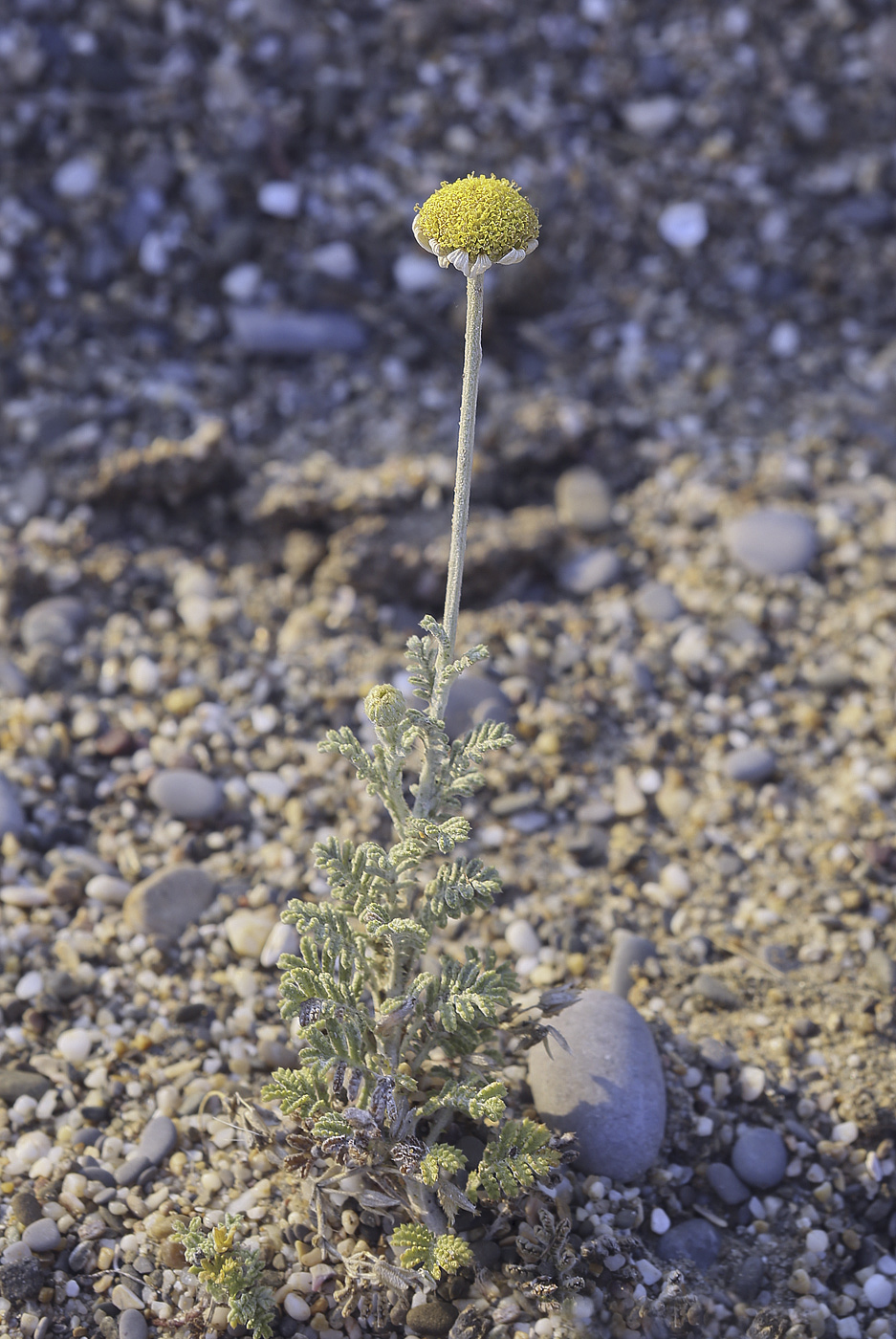 Изображение особи Anthemis dubia.