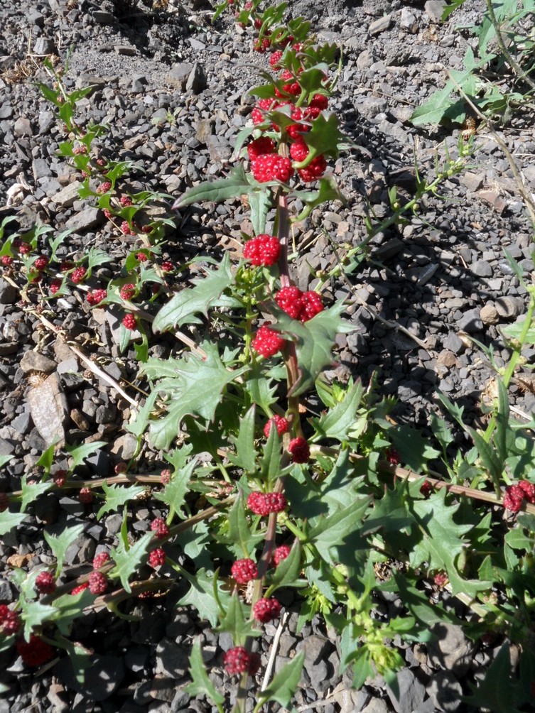 Image of Blitum virgatum specimen.