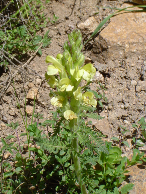 Изображение особи род Pedicularis.
