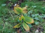 Veratrum oxysepalum