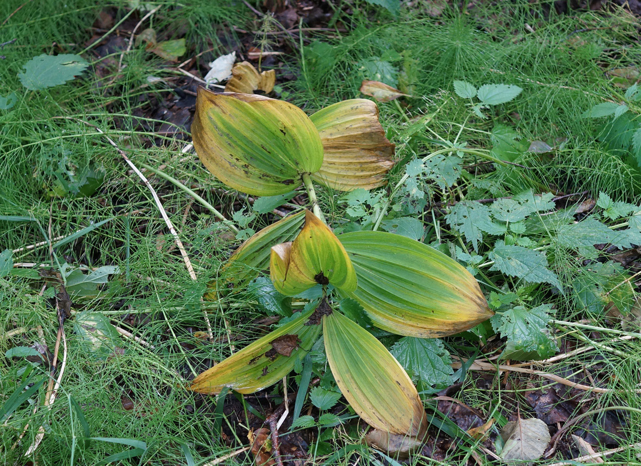 Изображение особи Veratrum oxysepalum.