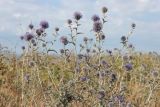 Echinops ruthenicus. Верхушки цветущих растений. Краснодарский край, м/о город-курорт Анапа, окр. станицы Благовещенская, Бугазская коса, дюны. 30 июля 2017 г.