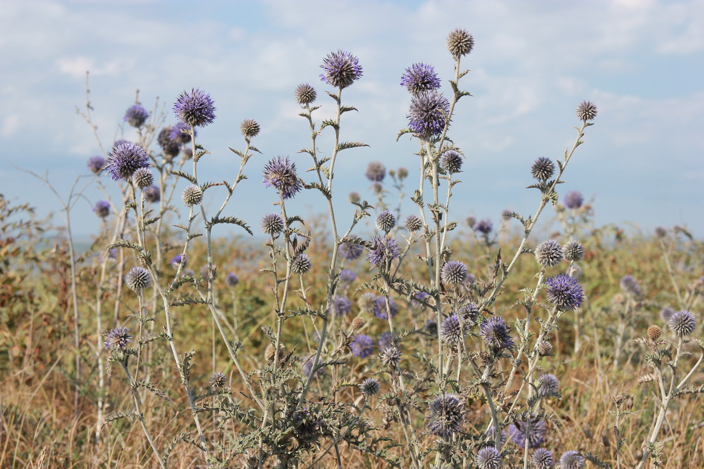 Image of Echinops biebersteinii specimen.