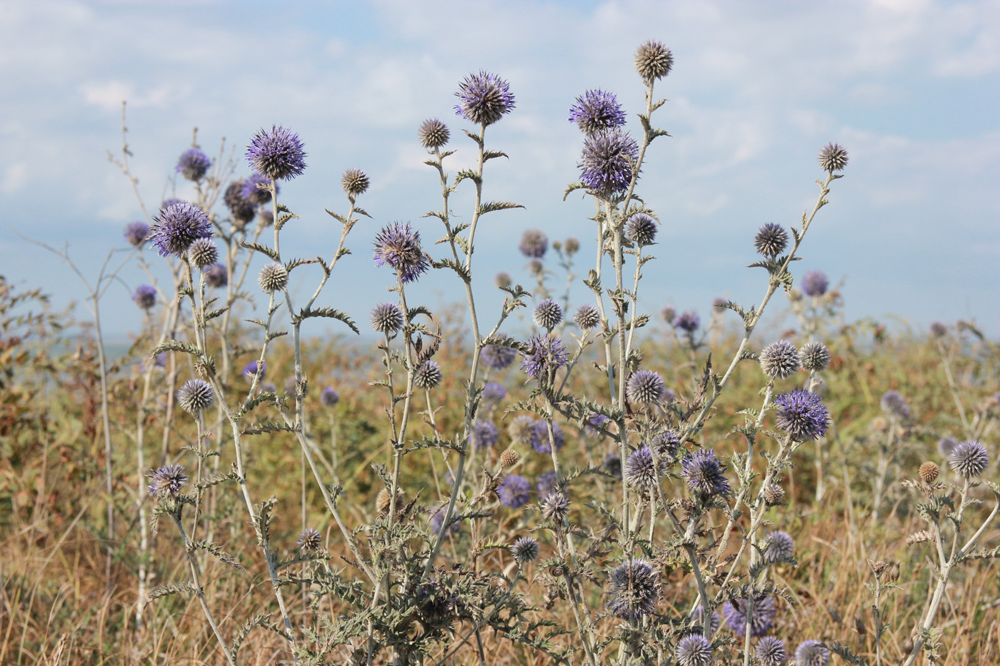 Изображение особи Echinops ruthenicus.