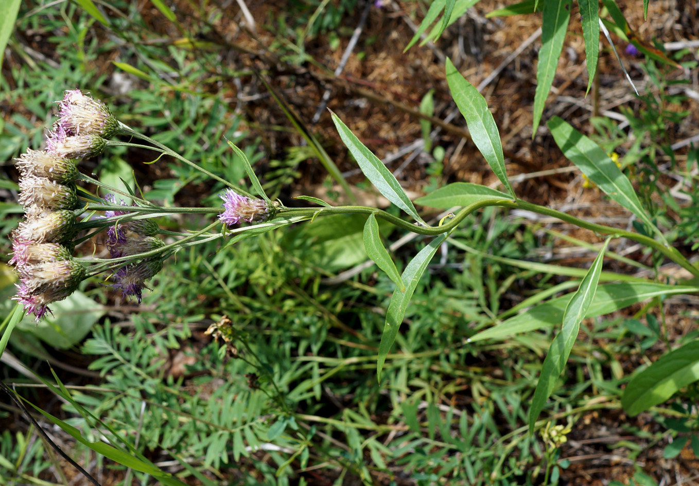 Image of Saussurea amara specimen.