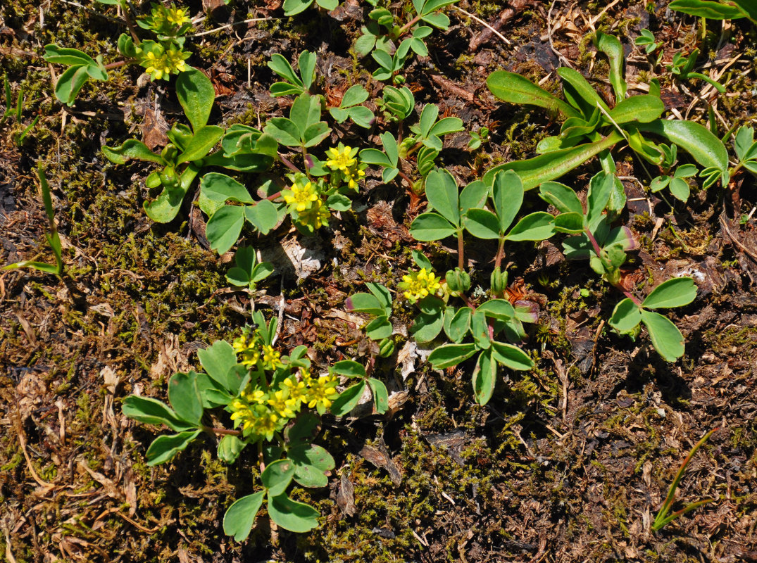 Изображение особи Sibbaldia semiglabra.