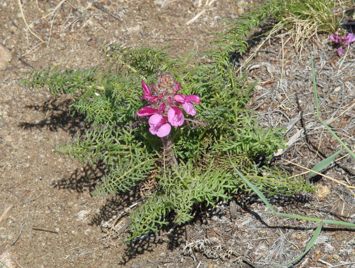 Image of Pedicularis rubens specimen.