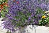 Lavandula angustifolia. Цветущие растения. Восточный Казахстан, г. Усть-Каменогорск, Архитектурно-ландшафтный музей-заповедник, в культуре. 11.07.2017.