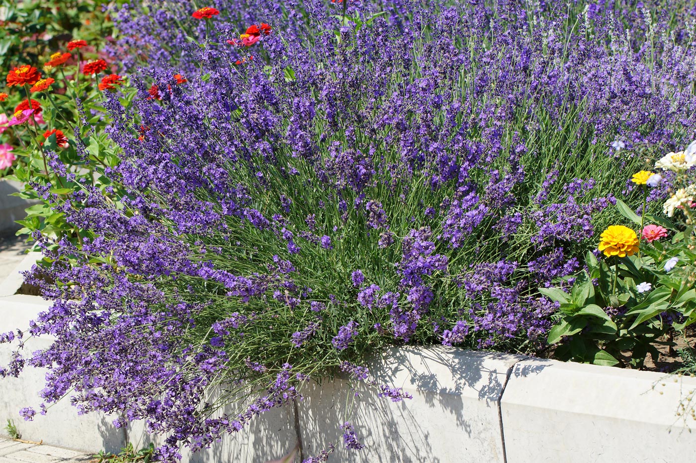 Image of Lavandula angustifolia specimen.