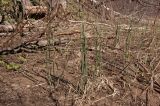 Equisetum hyemale. Вегетирующие растения. Башкортостан, Белорецкий р-н, долина р. Зилим ниже дер. Бакеево, низкий левый, затапливаемый в паводки берег. 7 мая 2017 г.