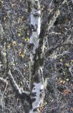 genus Betula. Часть ствола и основания ветвей, покрытые лищайниками. Китай, Юньнань, национальный парк Пудацо (Potatso National Park), 22 км от г. Шангри-Ла, южный берег оз. Шуду, ≈ 3400 м н.у.м. 29 октября 2016 г.