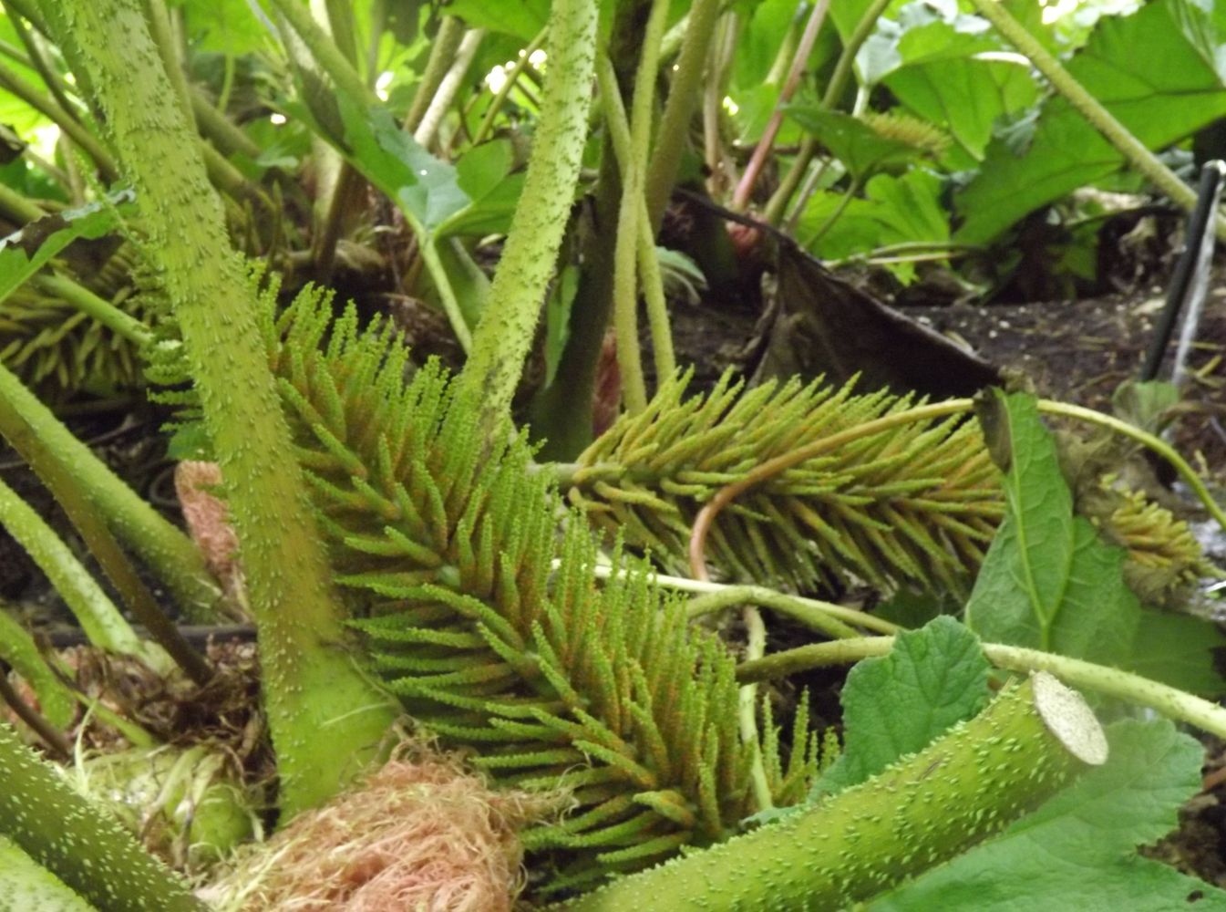 Изображение особи Gunnera tinctoria.