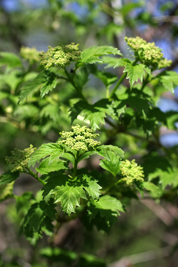 Image of Viburnum opulus specimen.