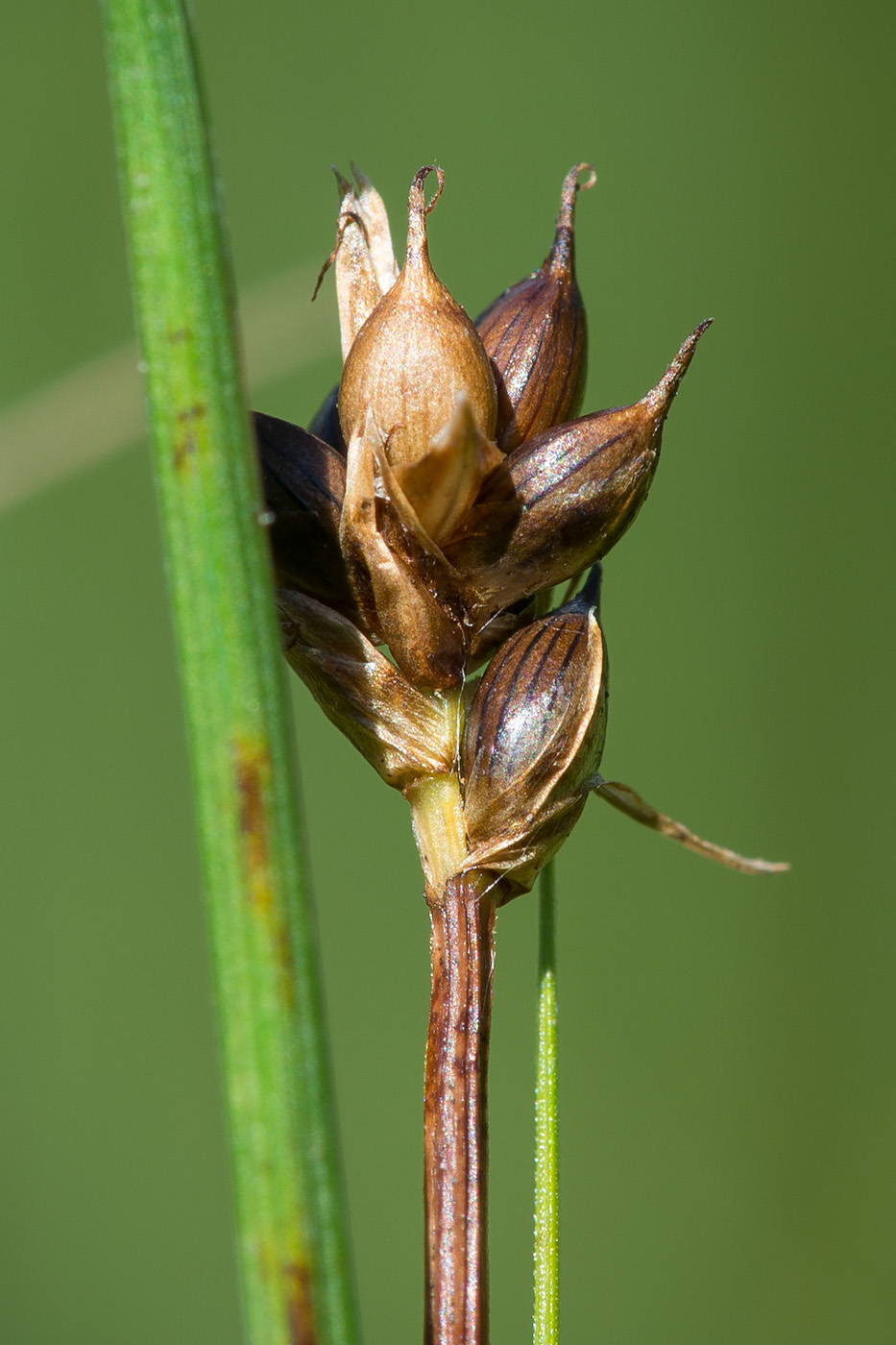 Image of Carex chordorrhiza specimen.