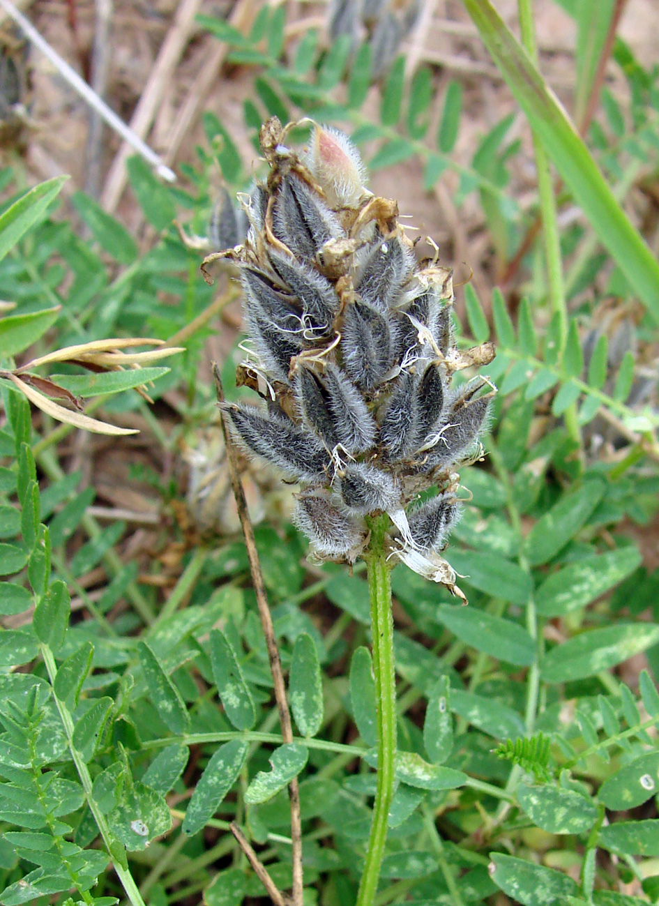 Image of Astragalus danicus specimen.
