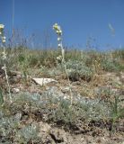 Artemisia caucasica