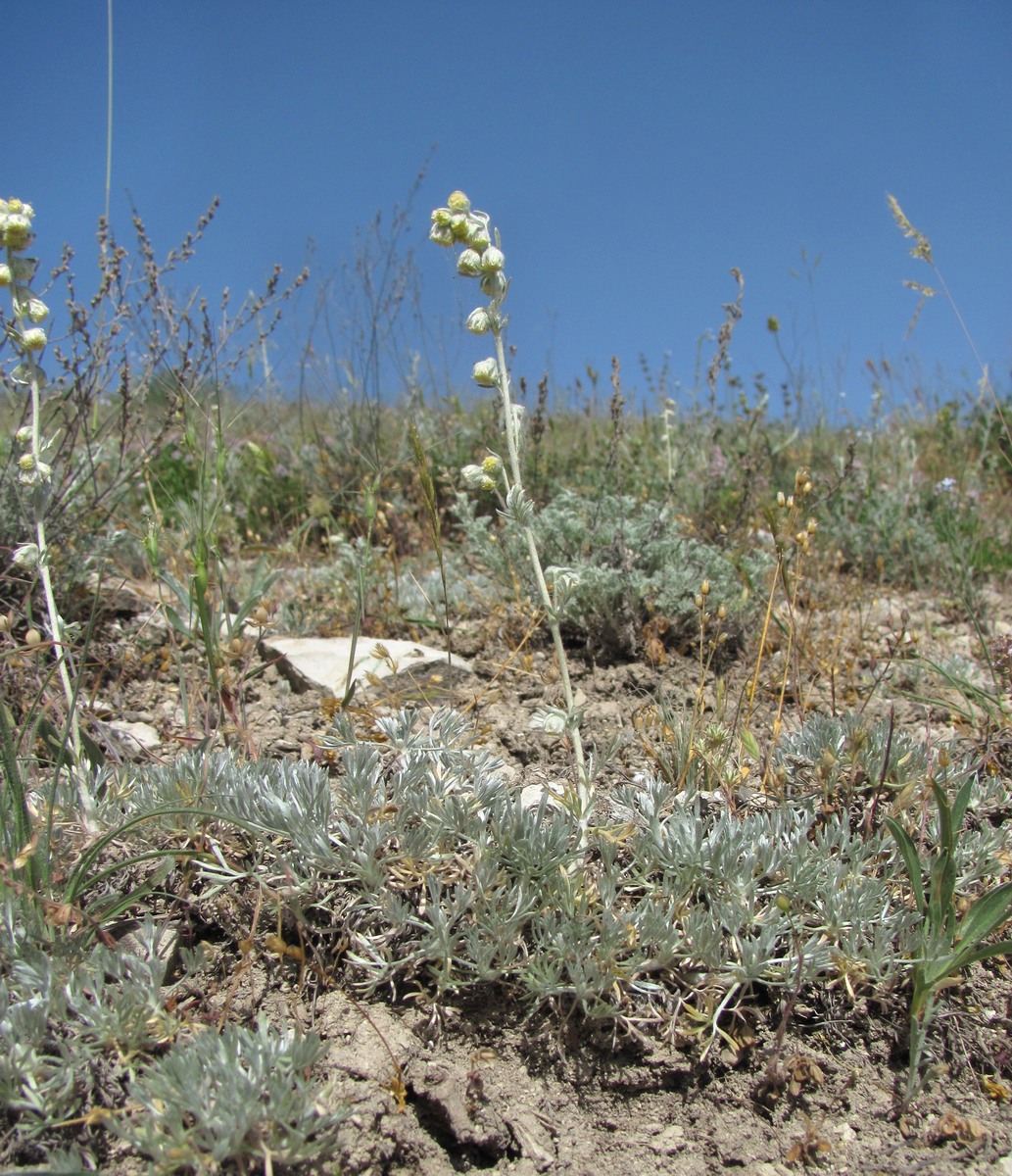 Image of Artemisia caucasica specimen.