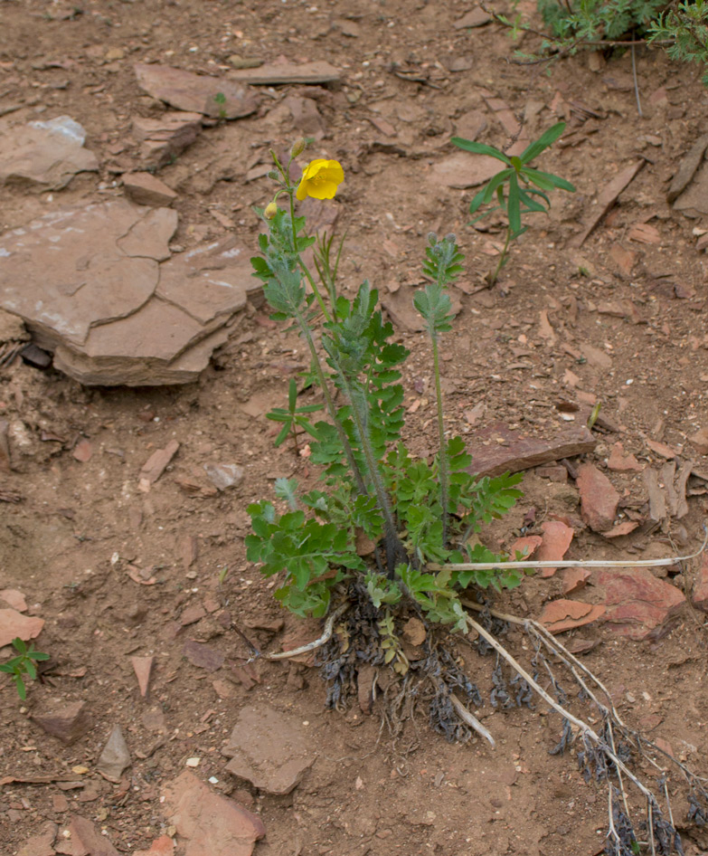 Image of Chelidonium majus specimen.