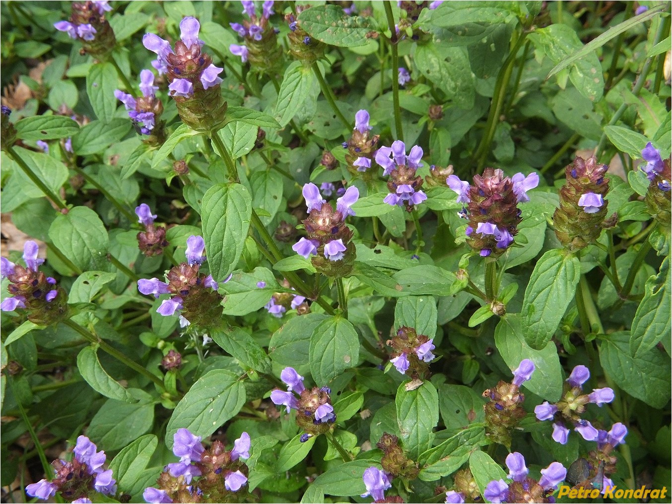 Изображение особи Prunella vulgaris.