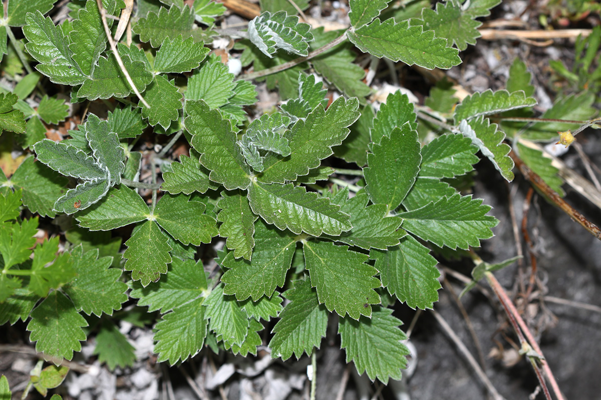 Изображение особи Potentilla nivea.
