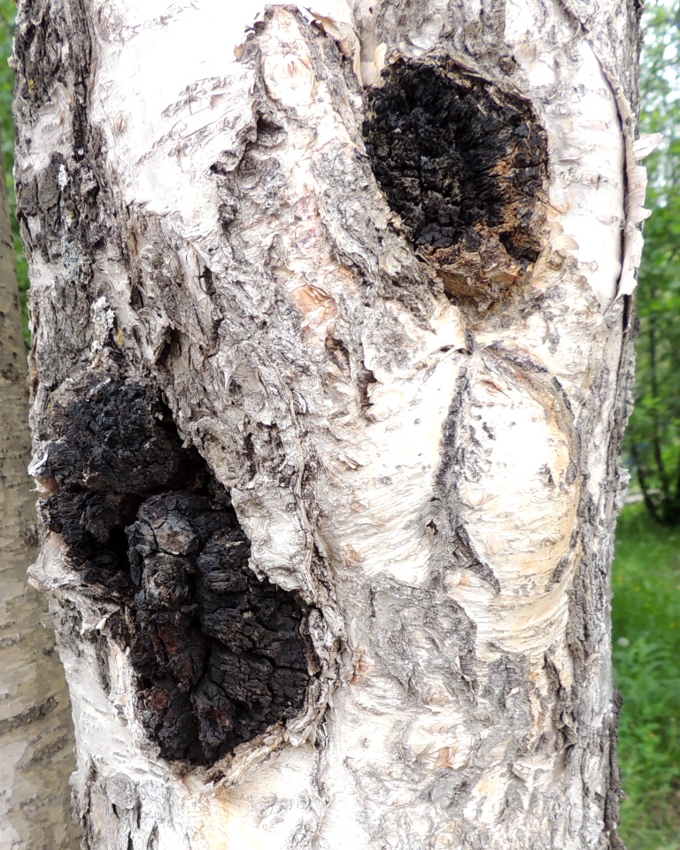 Изображение особи Betula pendula.