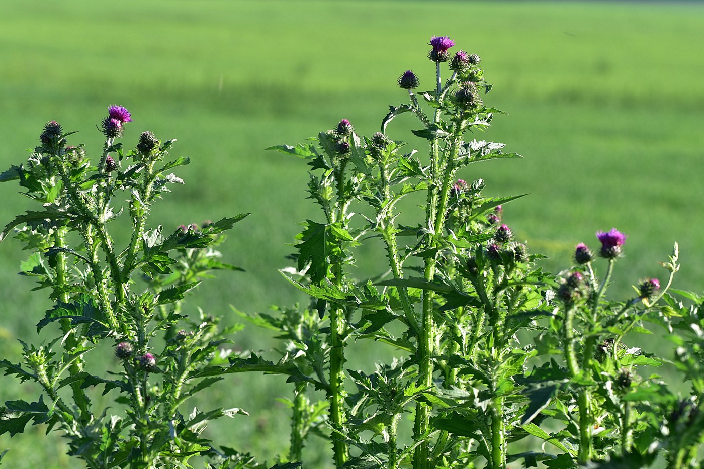 Изображение особи Carduus crispus.