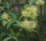 род Thalictrum. Часть побега с соцветиями. Пермь, Свердловский р-н, в городском озеленении. 27 июля 2018 г.