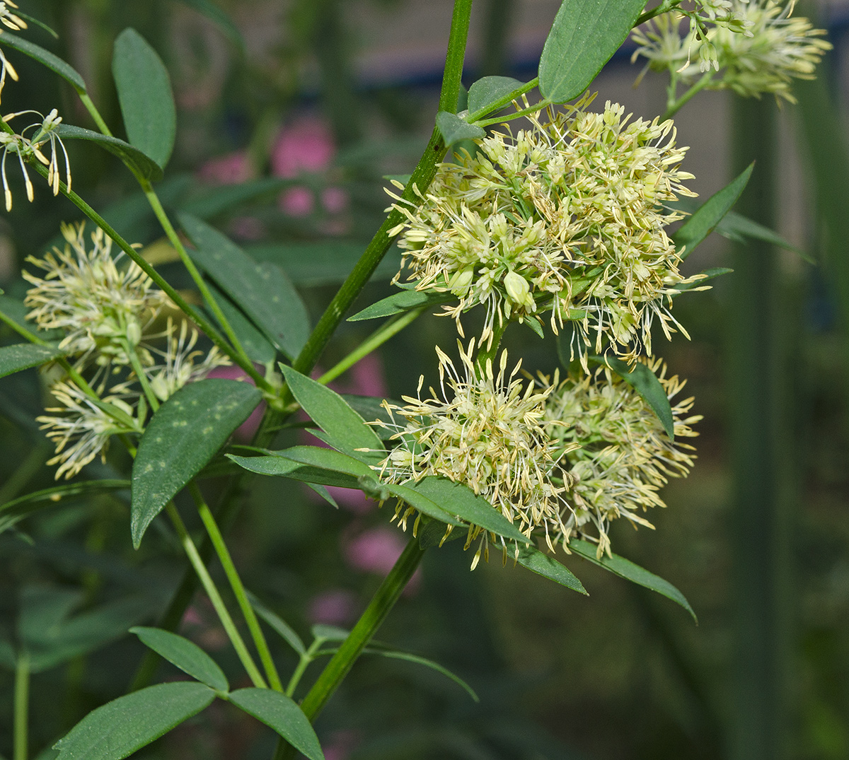 Изображение особи род Thalictrum.