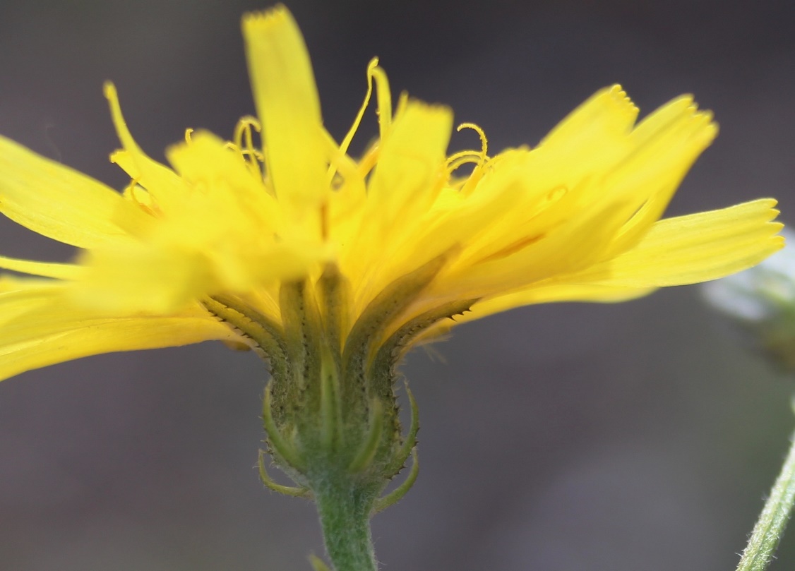 Image of Crepis nigrescens specimen.